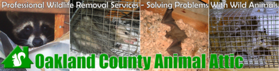 Waterford Township Animal Attic